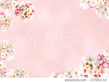 櫻花背景 137062118