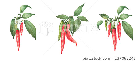 Watercolor Chili pepper plant set. Flowers and fruits, red, green pepper pods and leaves on the branch. Hand drawn illustration. Hot spicy vegetables for gardening, label on Isolated white background. Watercolor Chili pepper plant set. Flowers and fruits, red, green pepper pods and leaves on the branch. Hand drawn illustration. Hot spicy vegetables for gardening, label on Isolated white background. 137062245