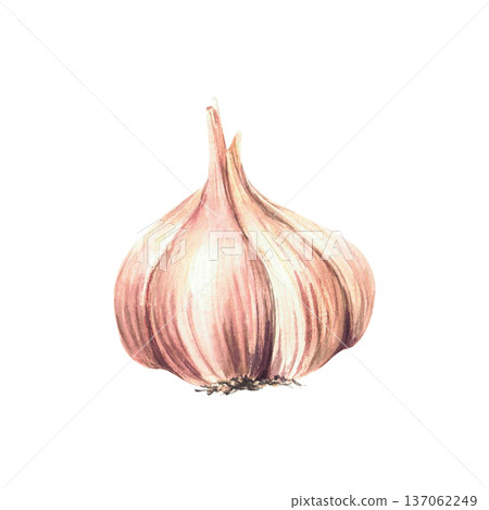 Watercolor Garlic. Aromatic culinary herb plant's bulb and cloves. Realistic vegetables garden Allium sativum hand painted illustration isolated from background. Clipart for Food seasoning, gardening Watercolor Garlic. Aromatic culinary herb plant's bulb and cloves. Realistic vegetables garden Allium sativum hand painted illustration isolated from background. Clipart for Food seasoning, gardening 137062249