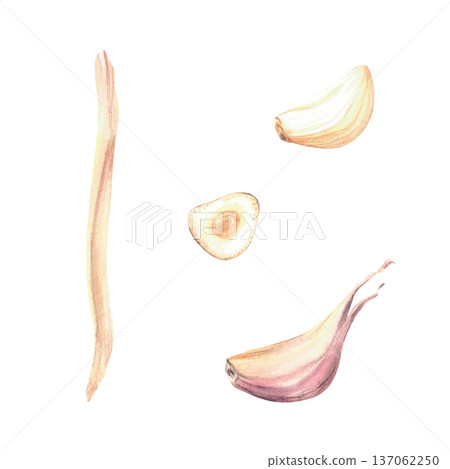 Watercolor Garlic set. Plant's stem, peeled and no cloves whole and cut. Realistic vegetables hand drawn illustration isolated elements on white background. Fragrant culinary herb, seasoning for food. 137062250