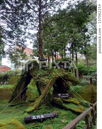 Ancient Multi Generation Tree in Alishan Forest Ancient Multi Generation Tree in Alishan Forest 137062254