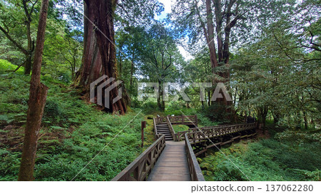 Wooden Boardwalk Through Giant Trees in Alishan National Forest Taiwan Wooden Boardwalk Through Giant Trees in Alishan National Forest Taiwan 137062280
