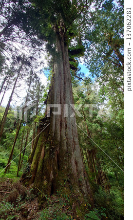 Towering Ancient Trees in Alishan National Forest Taiwan 137062281