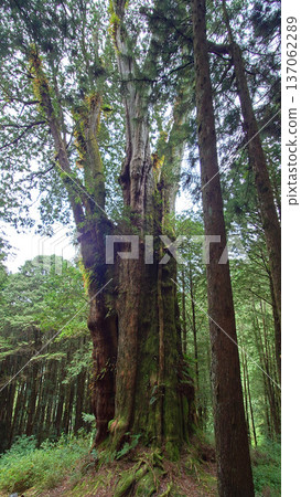 Towering Ancient Trees in Alishan National Forest Taiwan 137062289