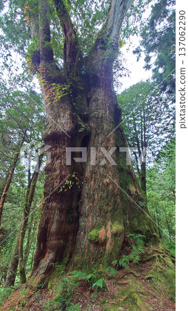 Towering Ancient Trees in Alishan National Forest Taiwan Towering Ancient Trees in Alishan National Forest Taiwan 137062290