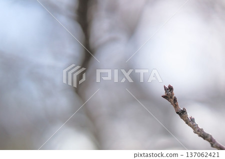 A soft background with budding buds waiting for spring A soft background with budding buds waiting for spring 137062421