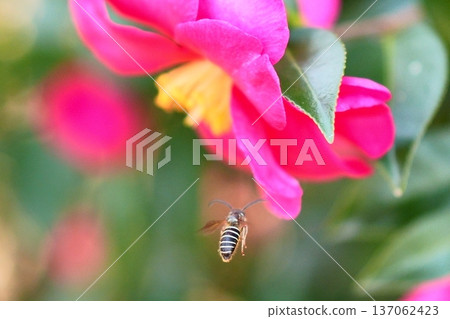 一隻蜜蜂在山茶花上飛舞 一隻蜜蜂在山茶花上飛舞 137062423