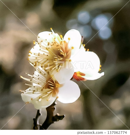 鎌倉瑞泉寺的白梅花 鎌倉瑞泉寺的白梅花 137062774