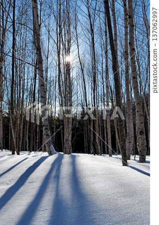 Light shines through the snow-covered birch forest at Shikotsu-Toya National Park Light shines through the snow-covered birch forest at Shikotsu-Toya National Park 137062997