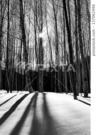 Light shines through the snow-covered birch forest at Shikotsu-Toya National Park in black and white Light shines through the snow-covered birch forest at Shikotsu-Toya National Park in black and white 137062998