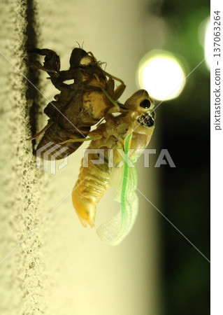 一隻新出現的熊蟬 一隻新出現的熊蟬 137063264