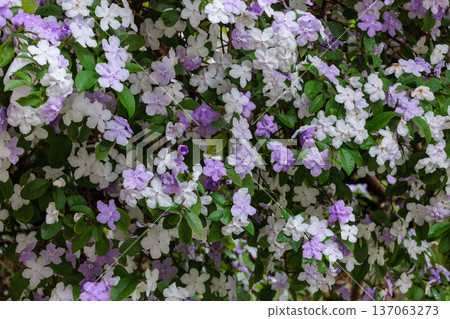 Very fragrant American jasmine flowers Very fragrant American jasmine flowers 137063273