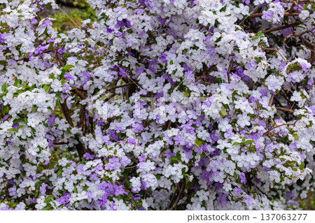 Very fragrant American jasmine flowers 137063277