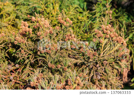 Many cedar seeds growing in the forest Many cedar seeds growing in the forest 137063333