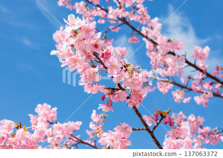 A close-up of beautiful Kawazu cherry blossoms blooming on the coast of Izu 137063372