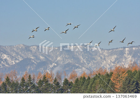 A flock of swans flies in early winter A flock of swans flies in early winter 137063469