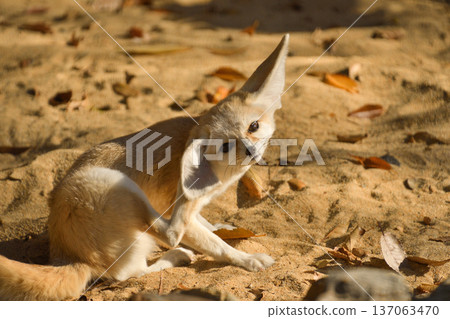 Fennec fox grooming Fennec fox grooming 137063470