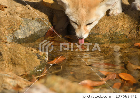 Fennec fox drinking water Fennec fox drinking water 137063471