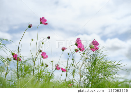 開花往天空的波斯菊 開花往天空的波斯菊 137063556