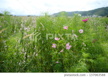 Cockscomb and cosmos blooming in the meadow Cockscomb and cosmos blooming in the meadow 137063566