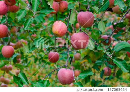 來自果園的美味三府蘋果 137063634