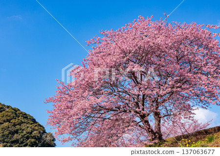 Beautiful Kawazu cherry blossoms blooming in early spring (Minamiizu Town) 137063677