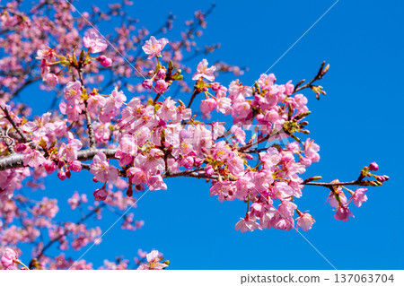 Close-up of beautiful Kawazu cherry blossoms blooming against a blue sky in early spring Close-up of beautiful Kawazu cherry blossoms blooming against a blue sky in early spring 137063704