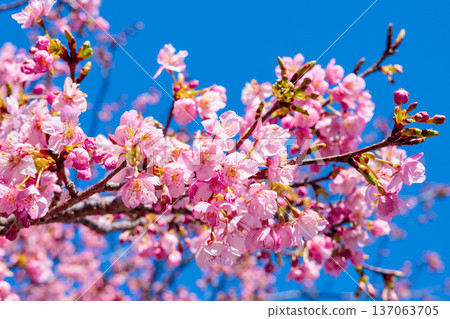 Close-up of beautiful Kawazu cherry blossoms blooming against a blue sky in early spring Close-up of beautiful Kawazu cherry blossoms blooming against a blue sky in early spring 137063705