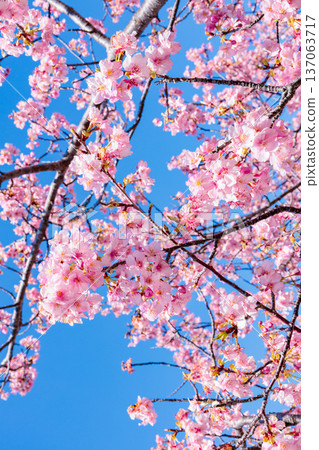 Close-up of beautiful Kawazu cherry blossoms blooming against a blue sky in early spring Close-up of beautiful Kawazu cherry blossoms blooming against a blue sky in early spring 137063717