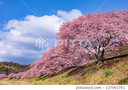 Rape blossoms and beautiful Kawazu cherry blossoms blooming on the riverbank in early spring Rape blossoms and beautiful Kawazu cherry blossoms blooming on the riverbank in early spring 137063761