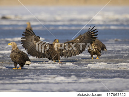 White-tailed eagle Hokkaido 137063812
