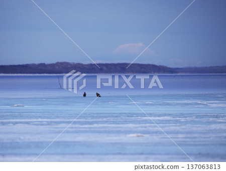 White-tailed eagle Hokkaido 137063813