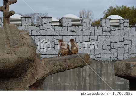 市川市動植物園猴山 137063822