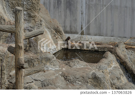 Japanese macaques at Ichikawa City Zoo and Botanical Gardens, Ganbare Punch 137063826