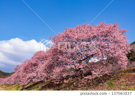Beautiful Kawazu cherry blossoms blooming along the riverbank in early spring 137063837
