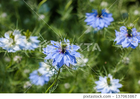 Close up of beautiful blue nigella flowers blooming in the garden Close up of beautiful blue nigella flowers blooming in the garden 137063867
