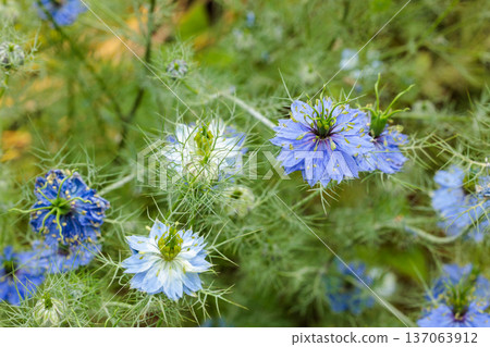 花園裡盛開著美麗的藍色黑種草花 花園裡盛開著美麗的藍色黑種草花 137063912