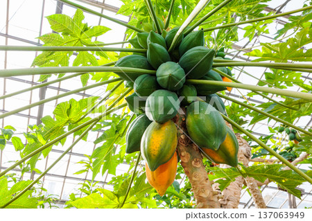 溫室裡種植的木瓜果實 137063949