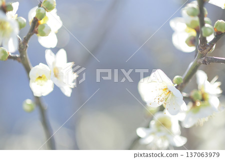 Spring coming 137063979