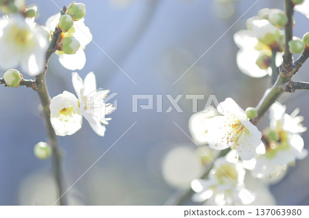 Spring coming 137063980