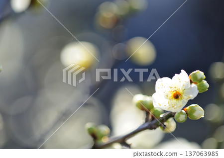 春天來了 137063985