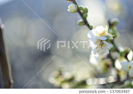 Spring coming Spring coming 137063987