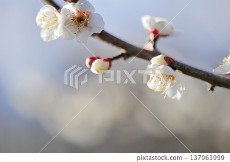 春天來了 春天來了 137063999