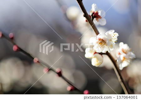 春天來了 春天來了 137064001