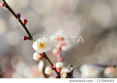 Spring coming Spring coming 137064003