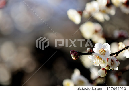 Spring coming 137064010