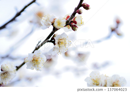Spring coming 137064023