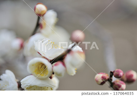 Spring coming Spring coming 137064035