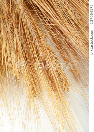 Dried wheat bundles arranged on a white surface for decoration or craft use Dried wheat bundles arranged on a white surface for decoration or craft use 137064172