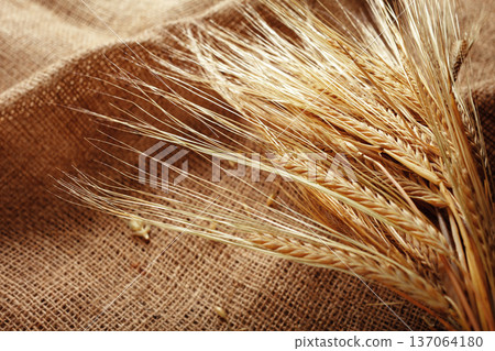 Wheat stalks arranged on a burlap cloth in a simple indoor setting during the afternoon Wheat stalks arranged on a burlap cloth in a simple indoor setting during the afternoon 137064180